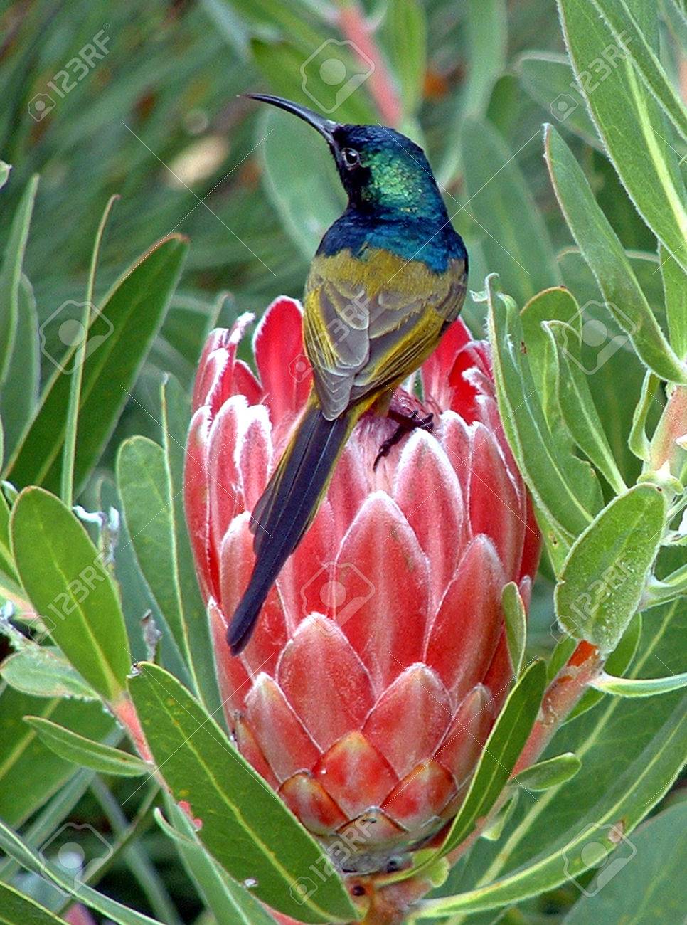 岬シュガーバード Promerops Cafer は南アフリカのプロテア花から蜜を取る の写真素材 画像素材 Image