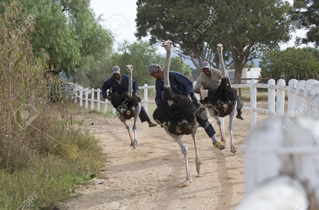 ダチョウ レース ケープタウン南アフリカ共和国で の写真素材 画像素材 Image ダチョウ レース ケープタウン南アフリカ共和国で の写真素材 画像素材 Image