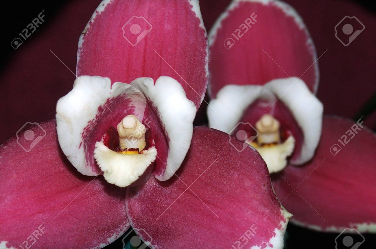 Purple Orchids Lycaste Alwina Miller - 