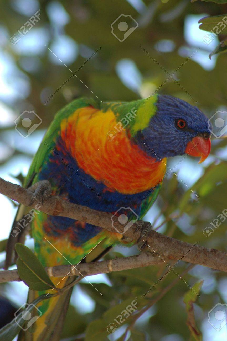 australian rainbow lorikeet trichoglossus