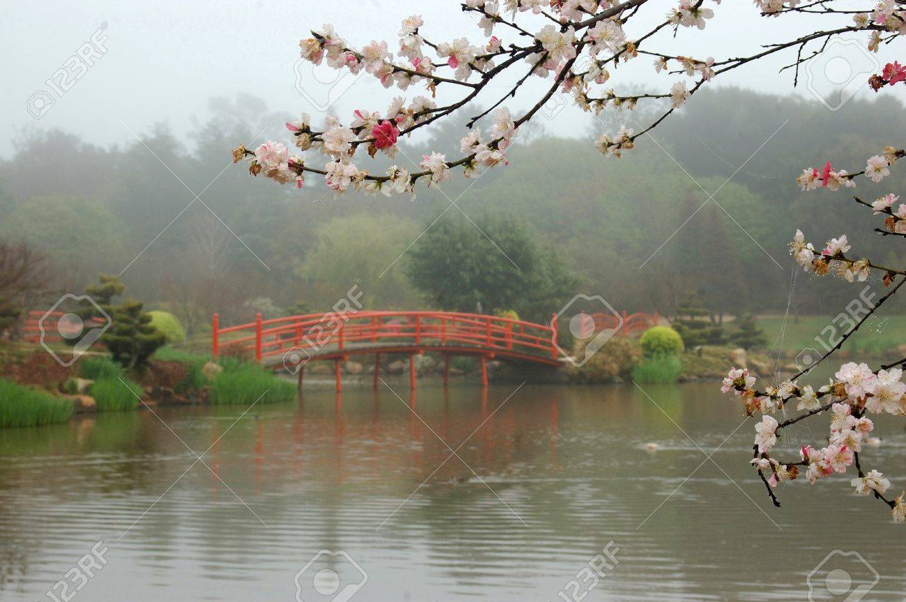 nikki bridges in japanese garden toowoomba queensland australia stock photo 20232994 - Japanese Garden Cherry Blossom Bridge nikki bridges in japanese garden toowoomba queensland australia stock photo 20232994 - Japanese Garden Cherry Blossom Bridge