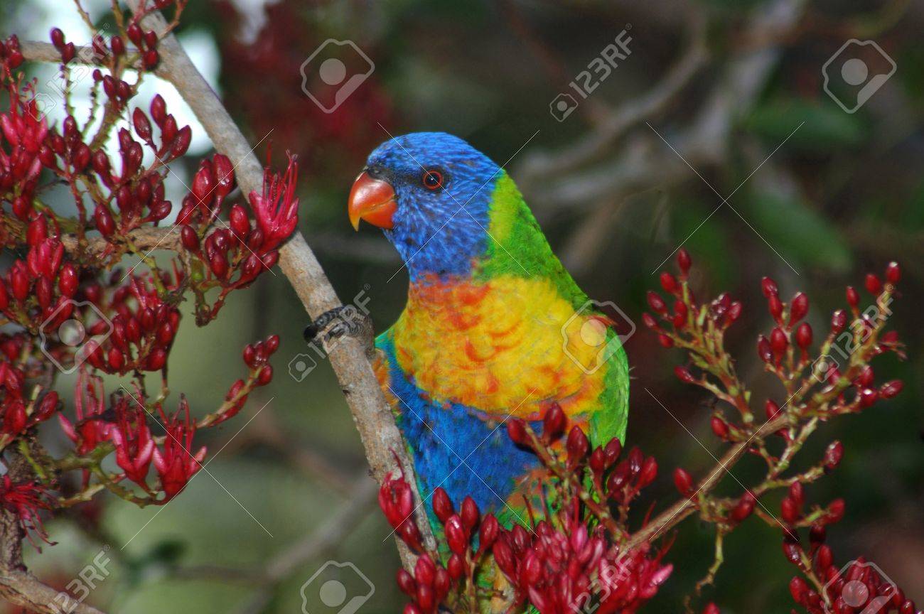 australian rainbow lorikeet trichoglossus