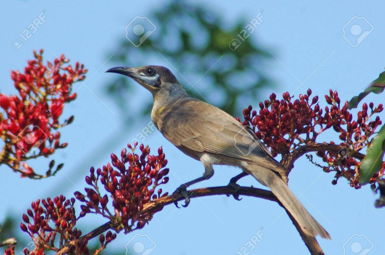 australian little friar bird