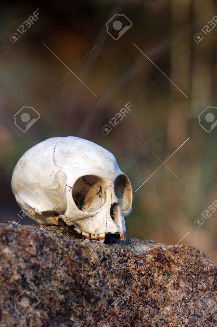 猿の頭蓋骨 猿 頭蓋骨 頭骨 スカル 標本 剥製 ニホンザル 頭蓋骨