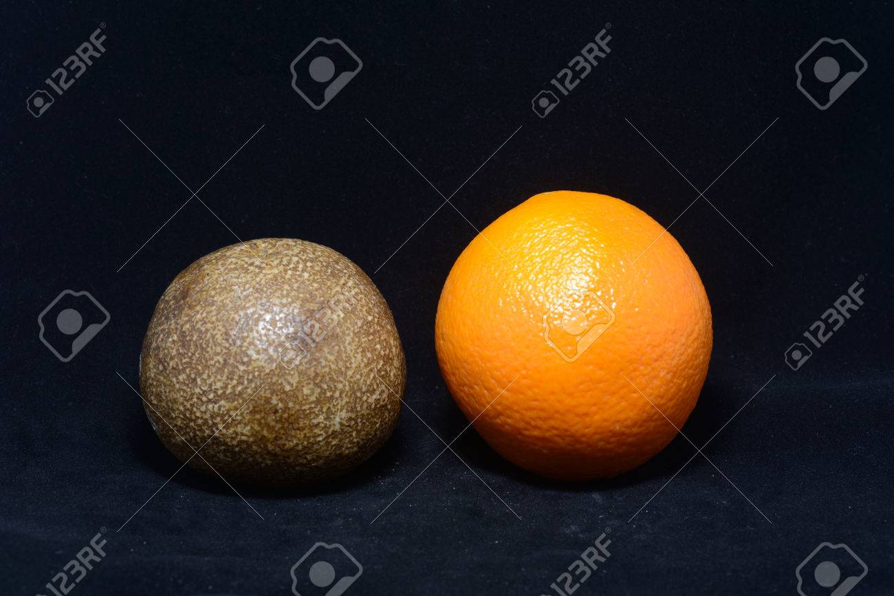 ゲインダ クイーンズランド州 オーストラリア 160 年以上も前にすることはできませんの柑橘類の栽培面積からオレンジの驚くべき化石 リアル オレンジ 219 グラムと化石 474 グラムの重量を量る プライベート コレクション の写真素材 画像素材 Image