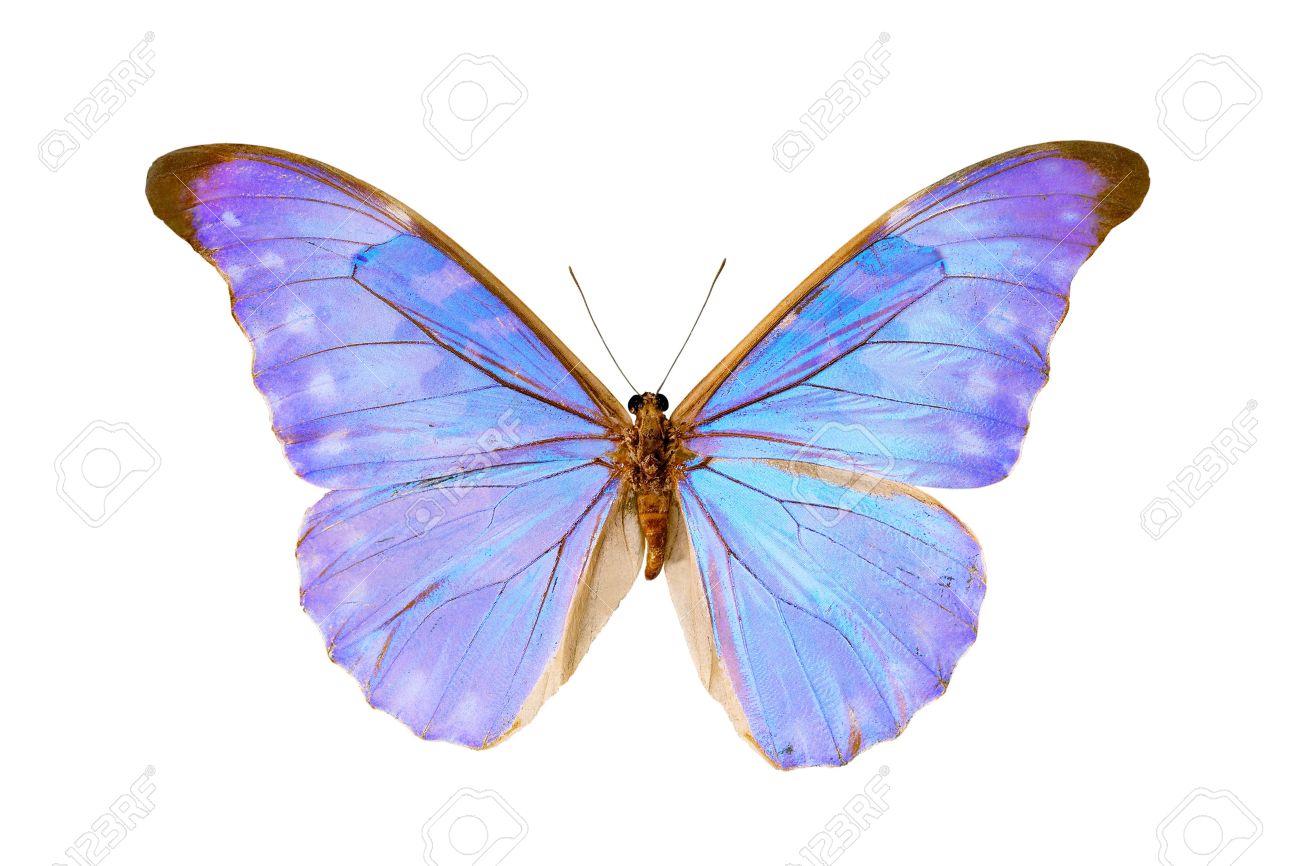蝶 モルフォ ダイアナ Augustinae 南アメリカの珍しい蝶 オリノコ デルタ Venezuala の起源 全幅 124 Mm 白で隔離される男性の蝶 の写真素材 画像素材 Image