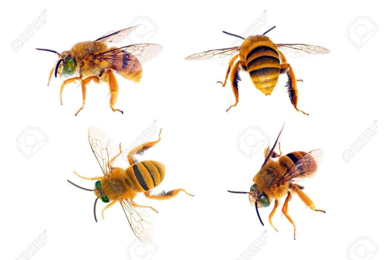 bee teddy bear
