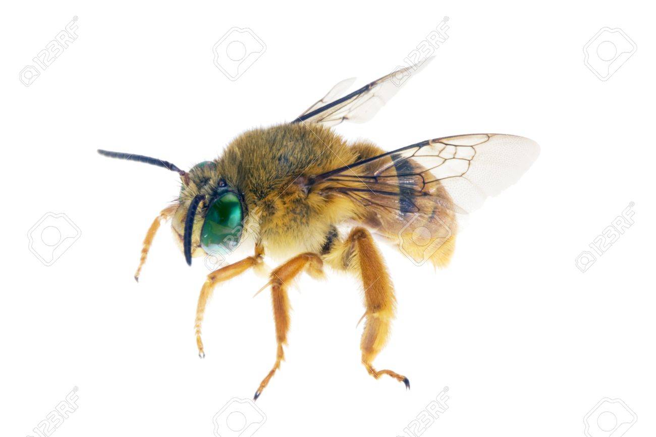 bee teddy bear