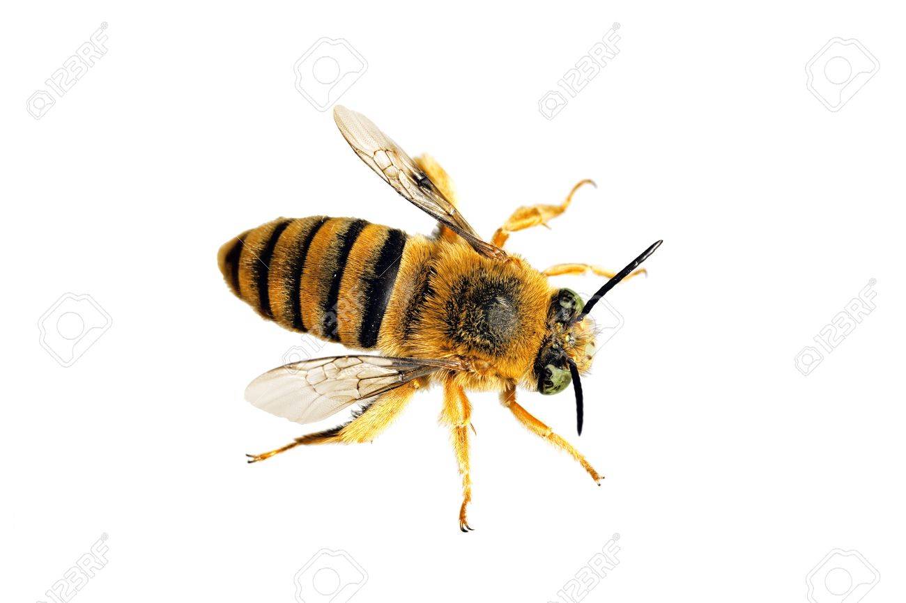 bee teddy bear