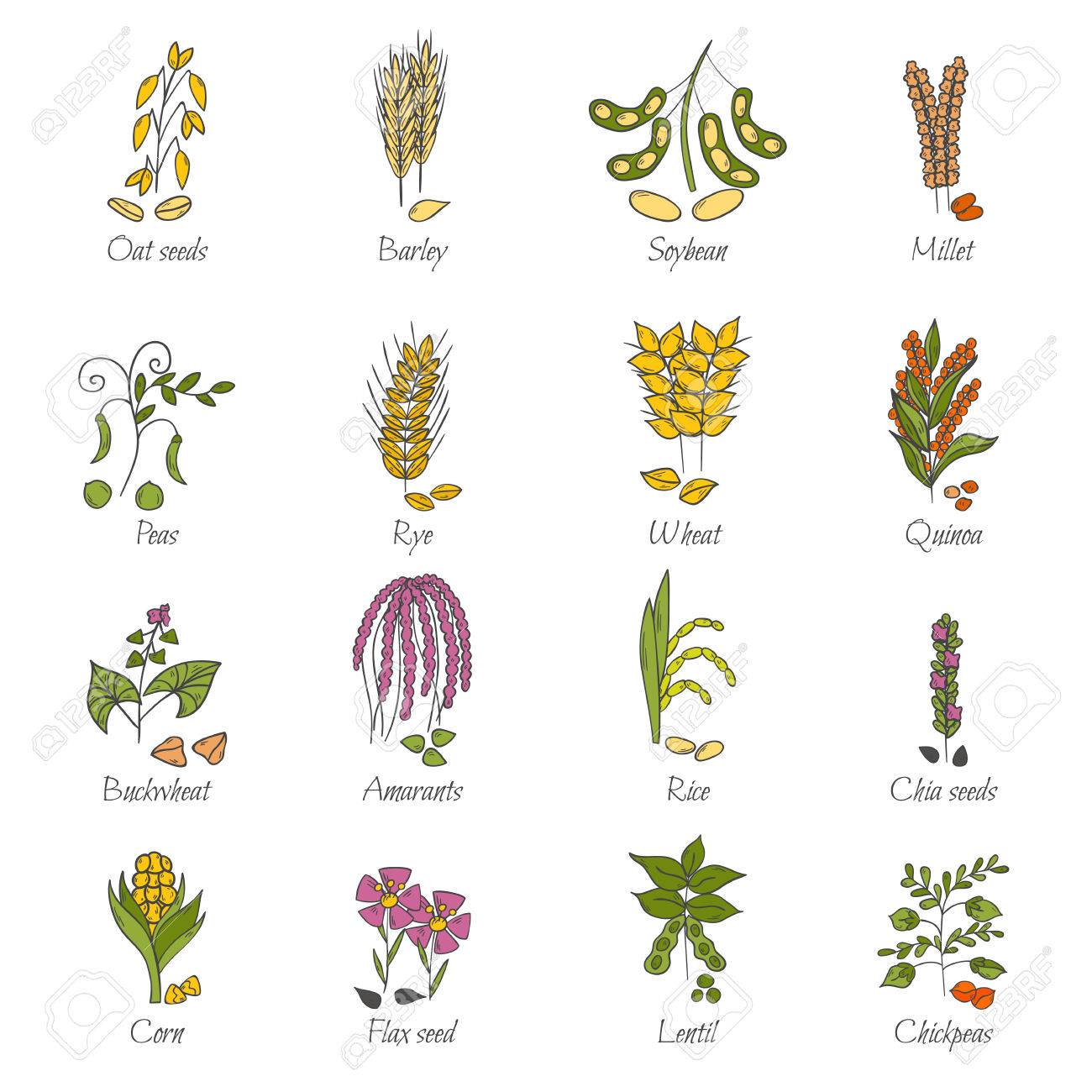 漫画のベクトル イラスト手描き下ろしお粥穀物アイコン 麦種子 大豆 ライ麦 小麦 キノア 米 チアシード レンズ豆 ヒヨコ豆 健康的な朝食のベクトルの概念 食品の手描きアイコン のイラスト素材 ベクタ Image