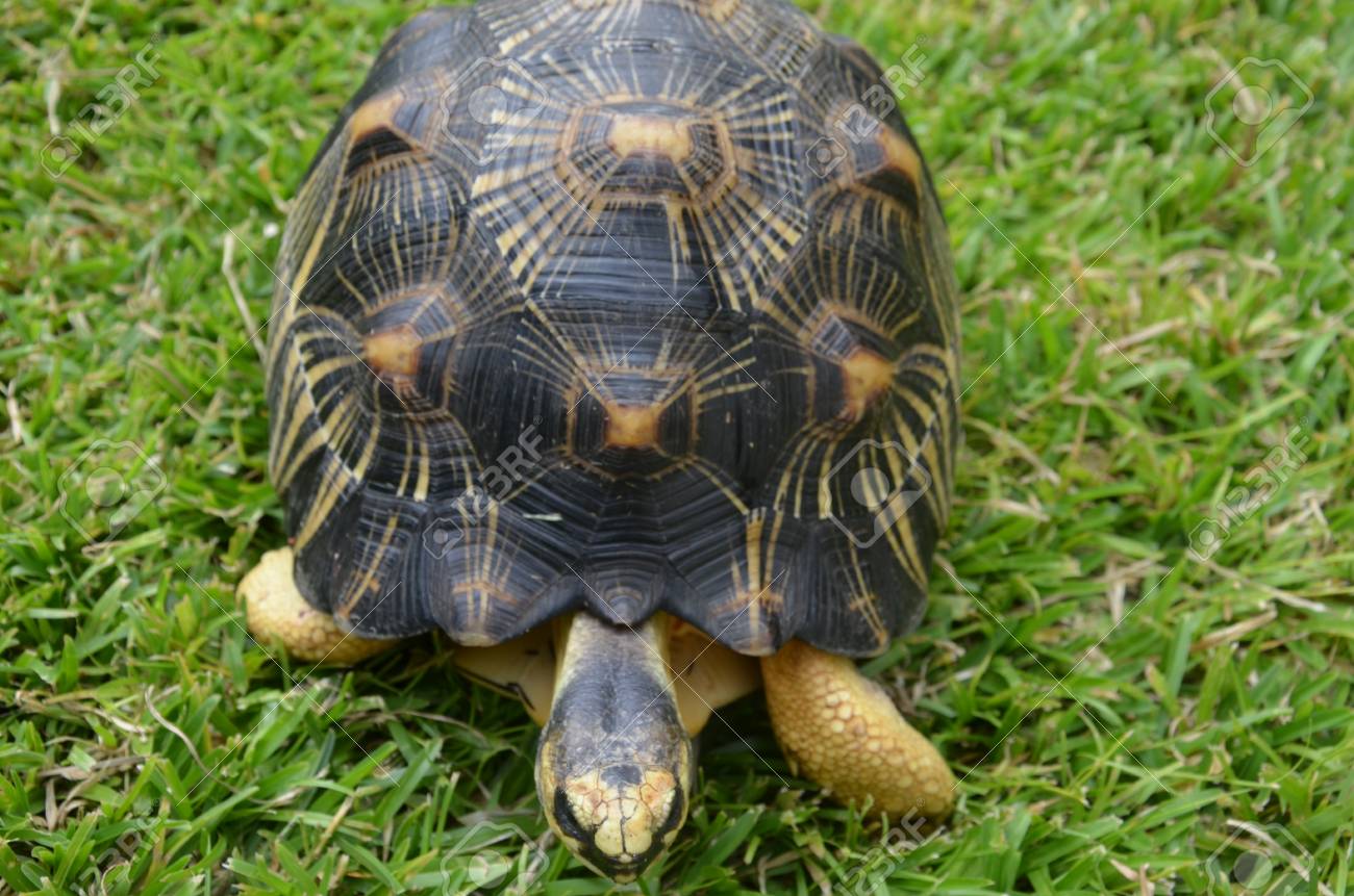 turtle tortoise tropical yellow