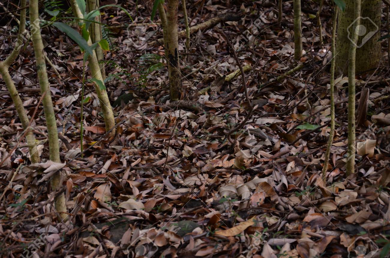 Feuille Morte De Terre Sol Foret Banque D Images Et Photos Libres De Droits Image