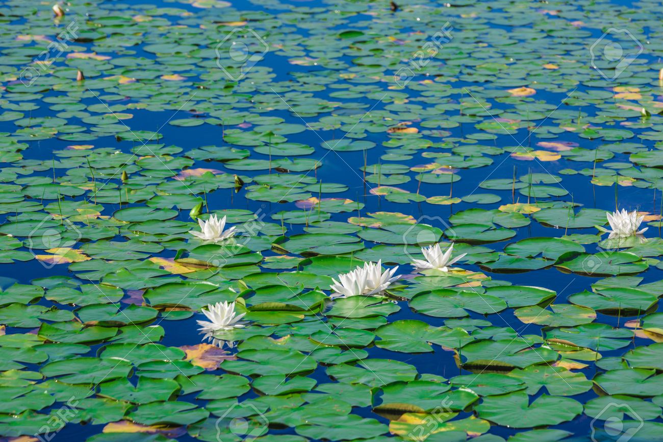 Viele Seerosen Und Lotosbluten Auf Dem Wasser Schwimmen In Einem See In Der Wilden Natur Von Kanada Lizenzfreie Fotos Bilder Und Stock Fotografie Image 27010936