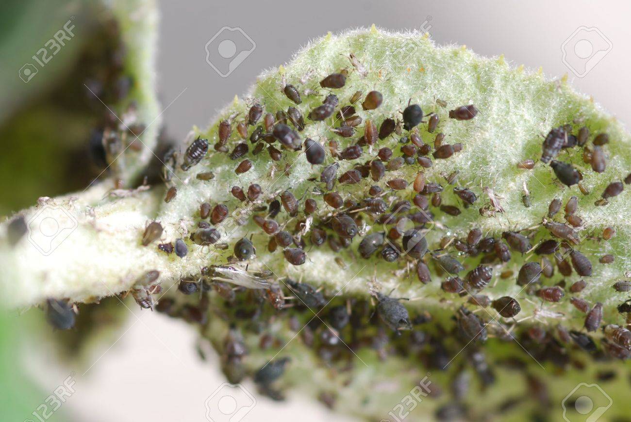 黒いアブラムシ アブラムシ相 の写真素材 画像素材 Image