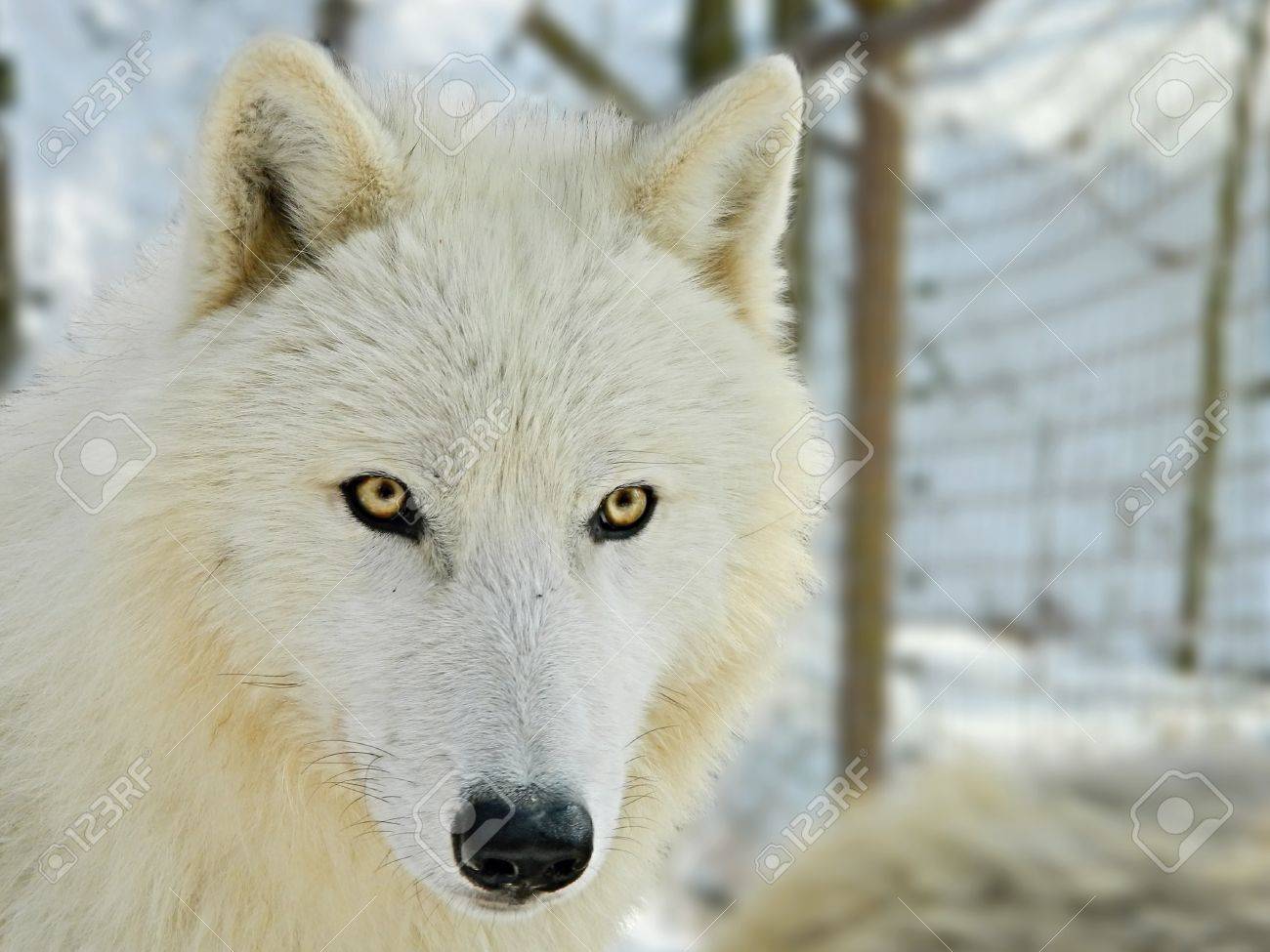 White Wolf Stock Photo Picture And Royalty Free Image Image White Wolf Stock Photo Picture And Royalty Free Image Image