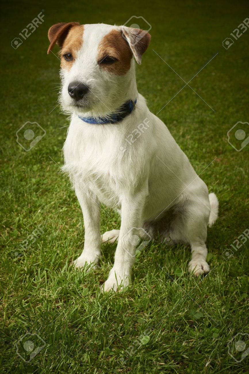 parson jack russell terrier