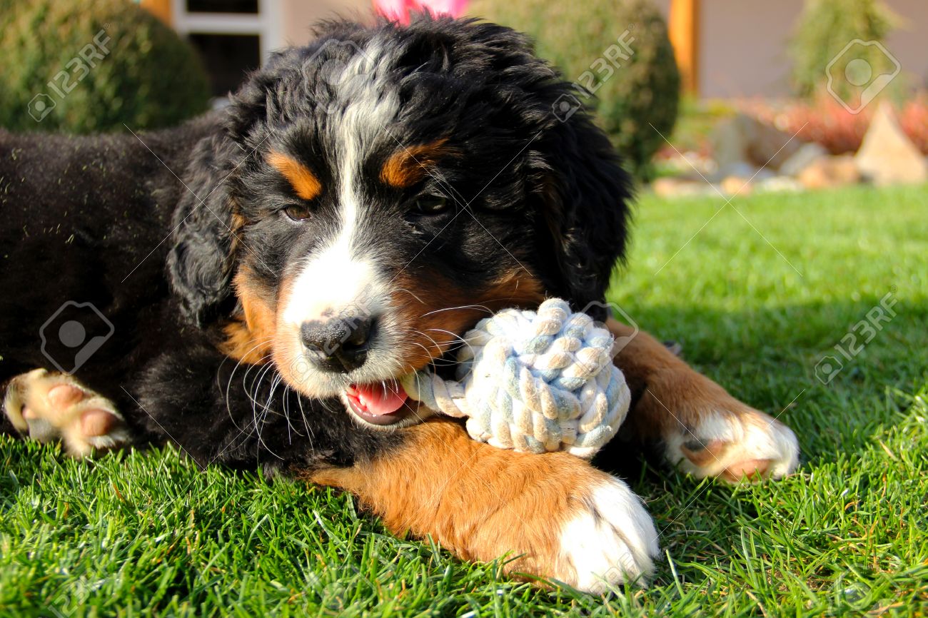 toy bernese mountain dog