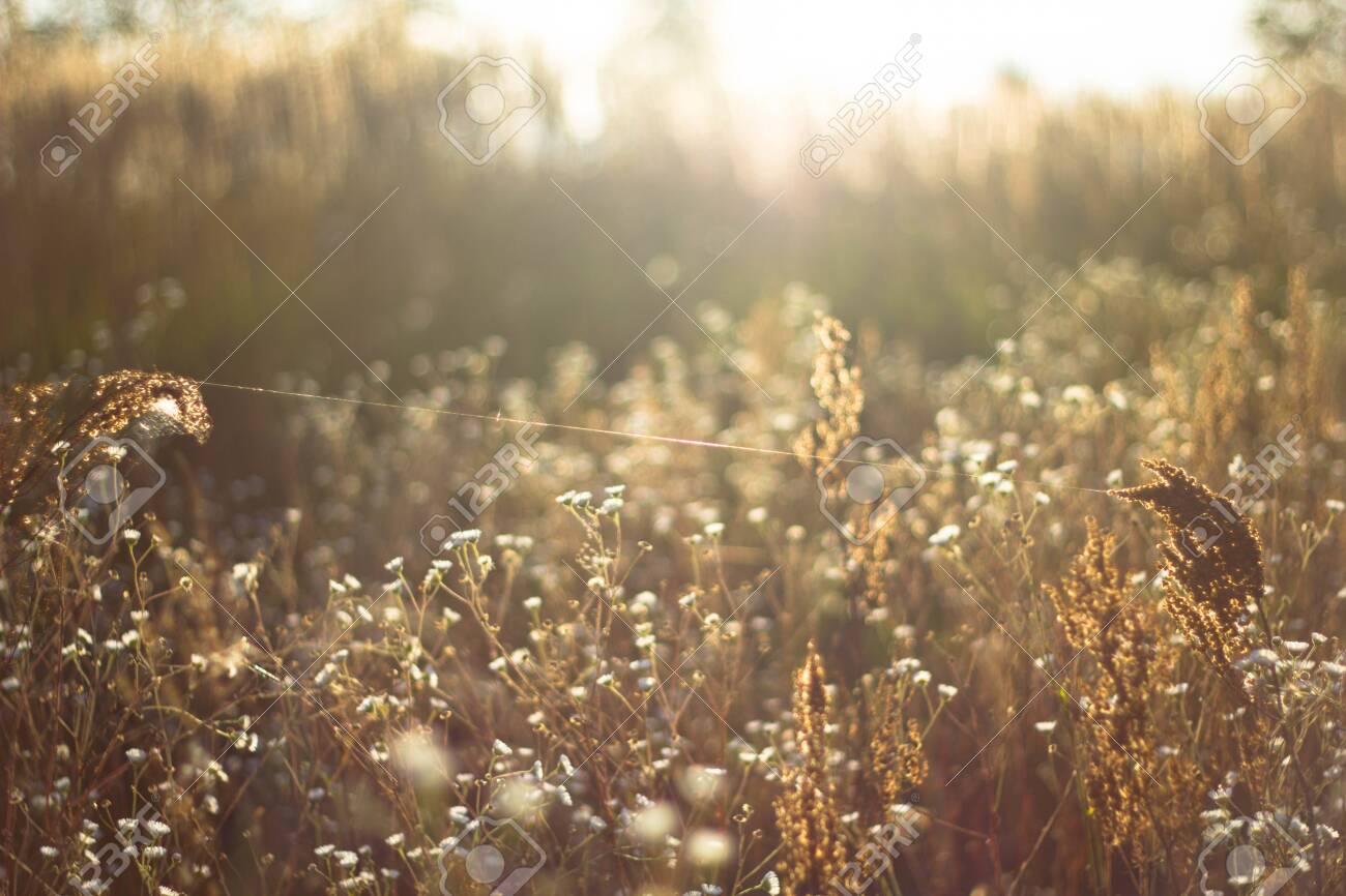 Chamomile pharmacy in the rays of the sunset in the autumn close-up. Web in Romashkovo field in Golden sunlight. - 132097436 Chamomile pharmacy in the rays of the sunset in the autumn close-up. Web in Romashkovo field in Golden sunlight. - 132097436