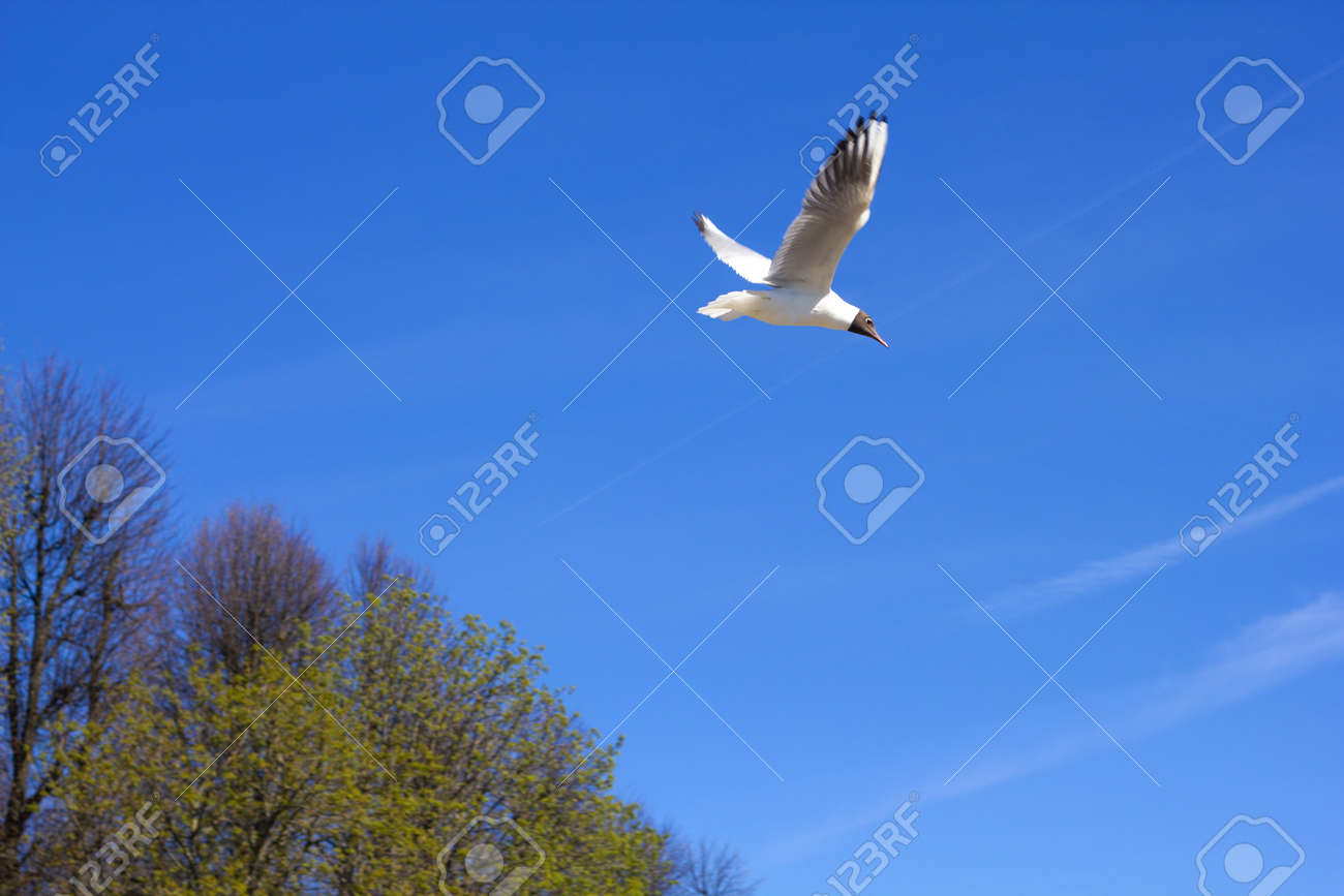 A beautiful seagull on a blue sky background on a sunny day. Volga white gull. - 170430020 A beautiful seagull on a blue sky background on a sunny day. Volga white gull. - 170430020