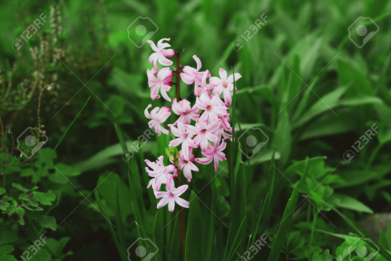 Pink hyacinth on a background of green grass. Nature background. Delicate pink hyacinth flower. Spring flora blooming hyacinth. Rosalia flower variety. Hyacinth variety China Pink. - 171029009 Pink hyacinth on a background of green grass. Nature background. Delicate pink hyacinth flower. Spring flora blooming hyacinth. Rosalia flower variety. Hyacinth variety China Pink. - 171029009