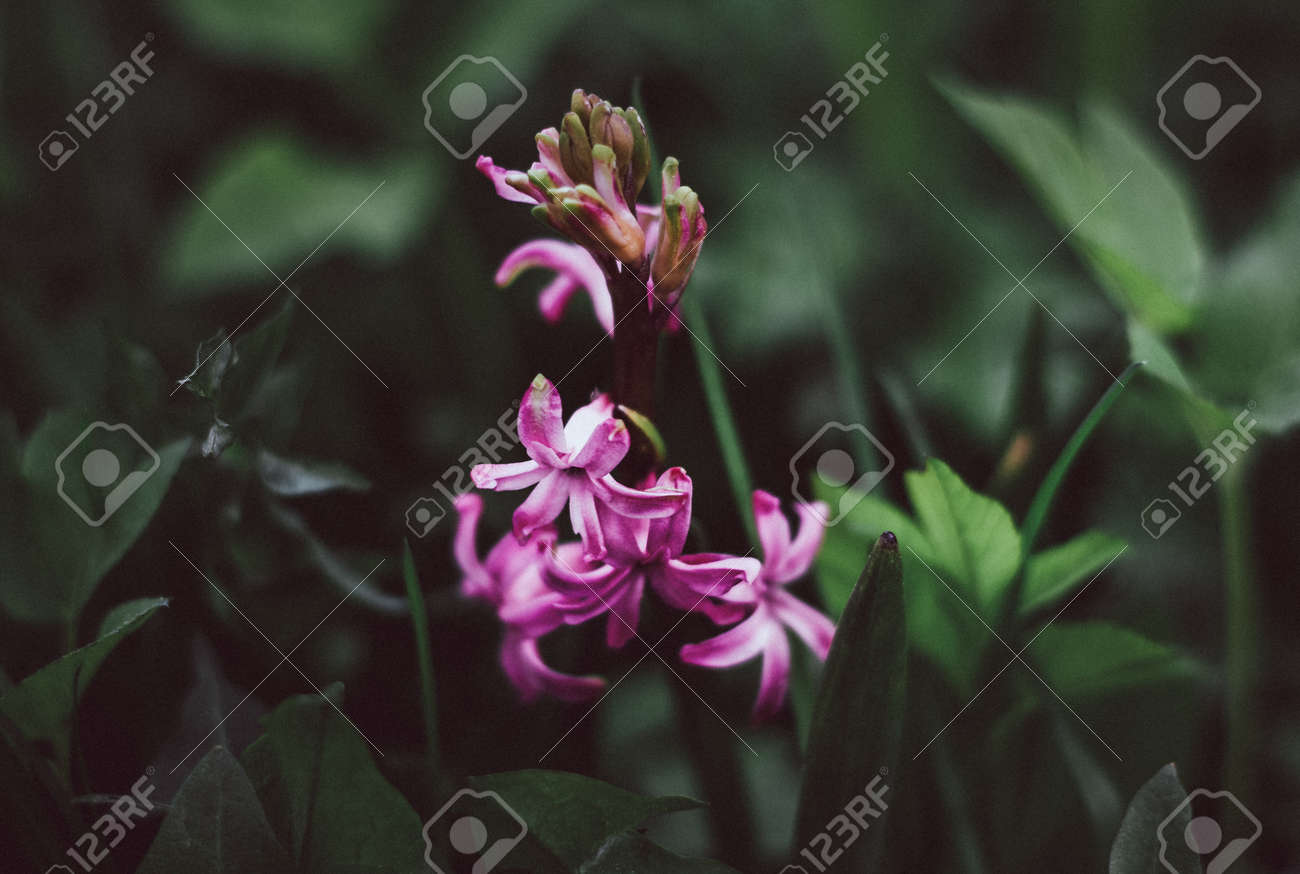 Pink hyacinth on a background of green grass. Nature background. Lilac-pink hyacinth flower. Spring flora blooming hyacinth. Rosalia flower variety. Hyacinth variety China Pink. - 171029013 Pink hyacinth on a background of green grass. Nature background. Lilac-pink hyacinth flower. Spring flora blooming hyacinth. Rosalia flower variety. Hyacinth variety China Pink. - 171029013