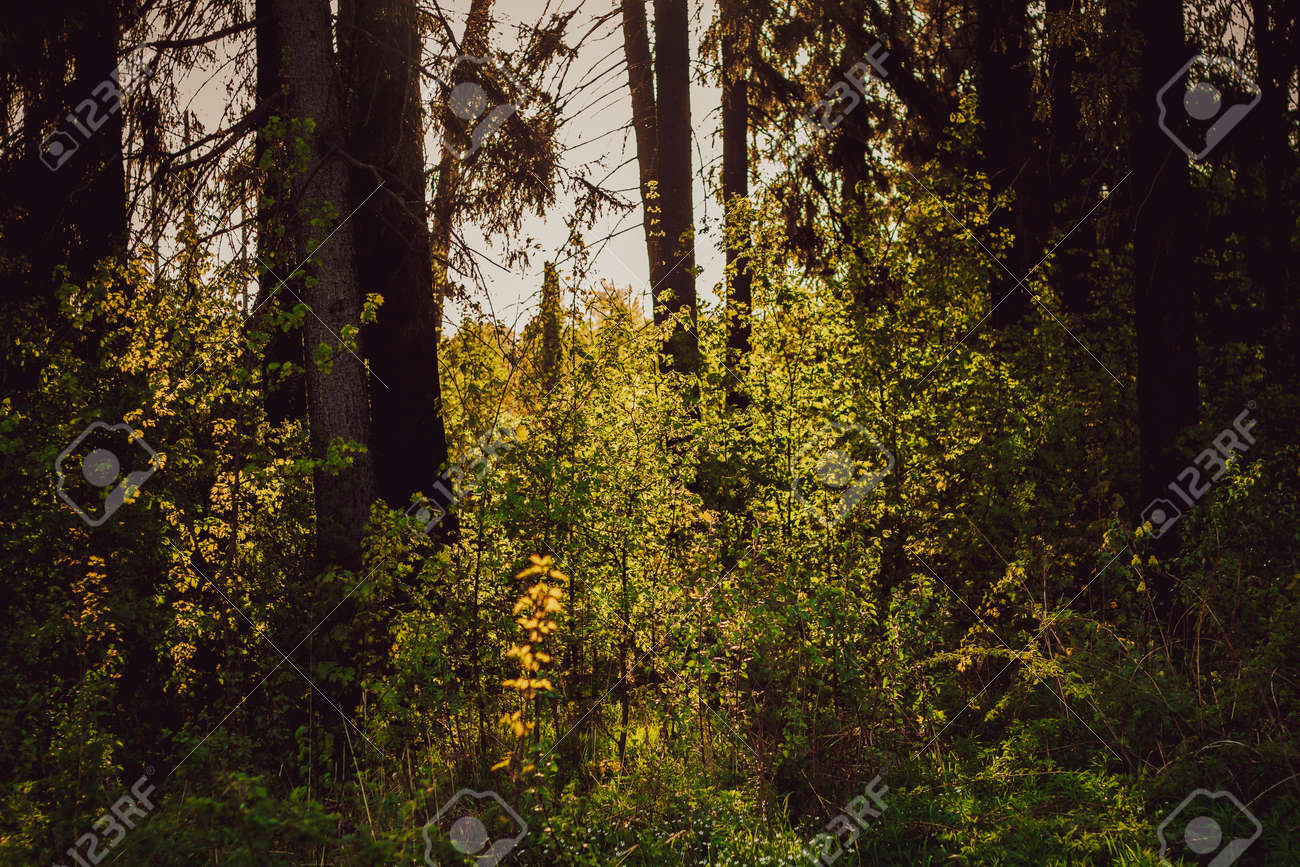 Beautiful forest landscape. Rays of the sun break through the branches of trees in the spring forest. - 170884403 Beautiful forest landscape. Rays of the sun break through the branches of trees in the spring forest. - 170884403