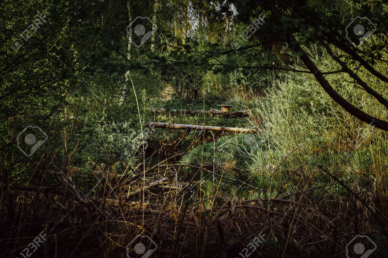 Dry fallen trees in the forest. Beautiful forest landscape. Log in the forest. Dead tree. - 170884448 Dry fallen trees in the forest. Beautiful forest landscape. Log in the forest. Dead tree. - 170884448