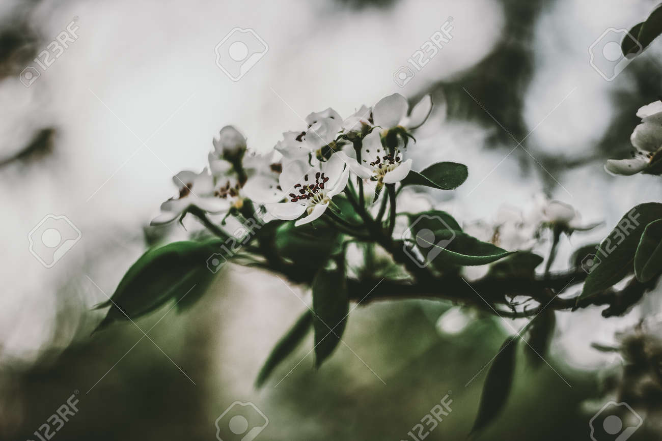 Nature floral background. CarnatiNature floral background. Carnation herb. Small pink wildflowers. Lilac cute flowers on a green grass background. - 171181751 Nature floral background. CarnatiNature floral background. Carnation herb. Small pink wildflowers. Lilac cute flowers on a green grass background. - 171181751