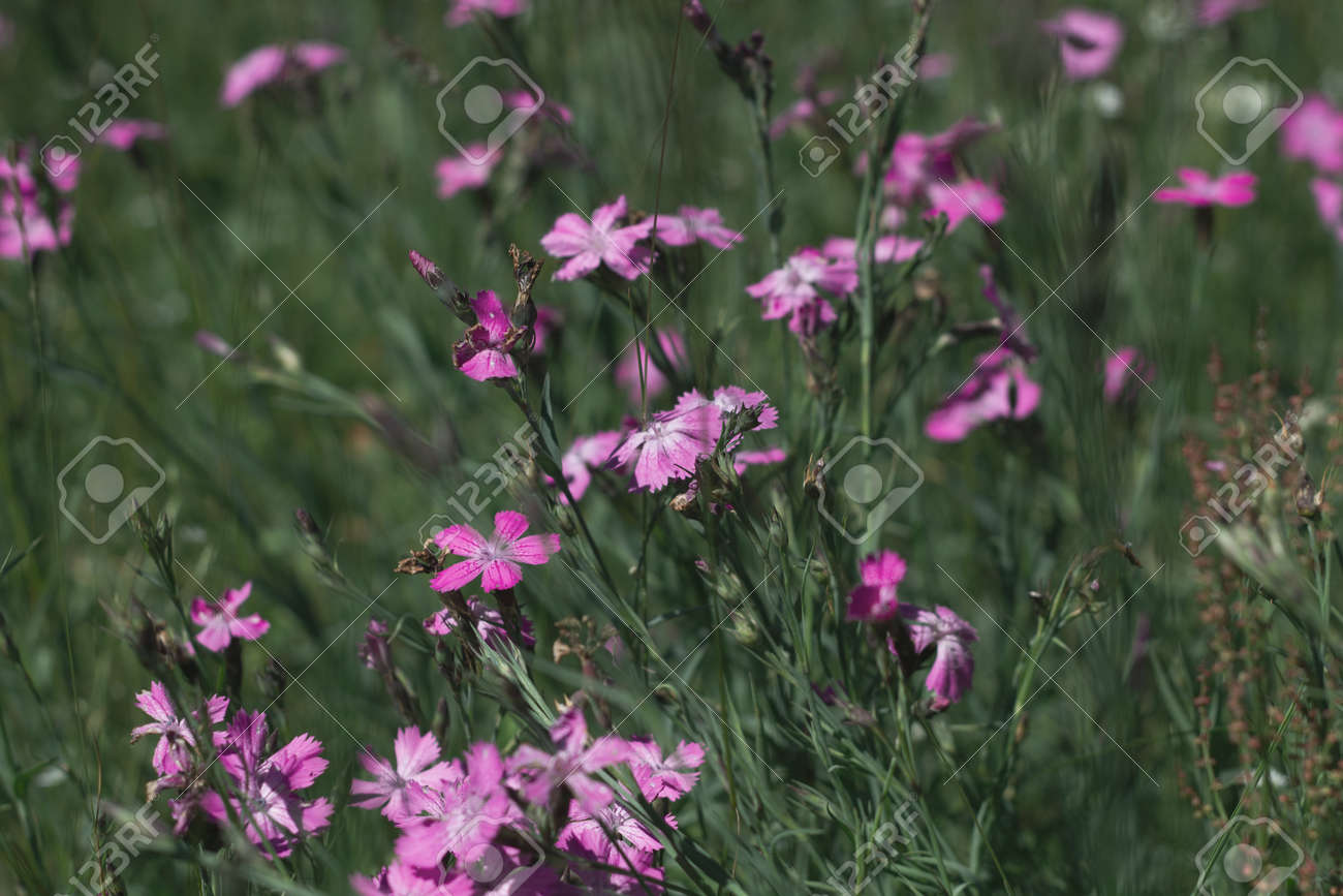 Nature floral background. CarnatiNature floral background. Carnation herb. Small pink wildflowers. Lilac cute flowers on a green grass background. - 171859554 Nature floral background. CarnatiNature floral background. Carnation herb. Small pink wildflowers. Lilac cute flowers on a green grass background. - 171859554
