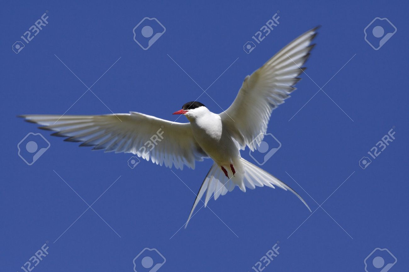 Voler Tern Laile Le Bec Oiseau Bleu Sauvage Blanc Sterna Vol Plume Isolées La Faune Ciel Bleu Le Rouge Du Bec Paradisaea Fourche