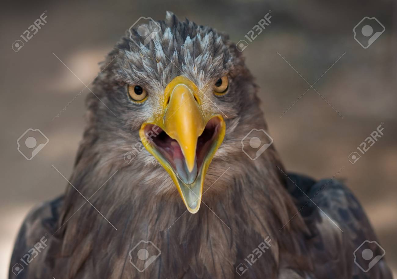 head of brown eagle