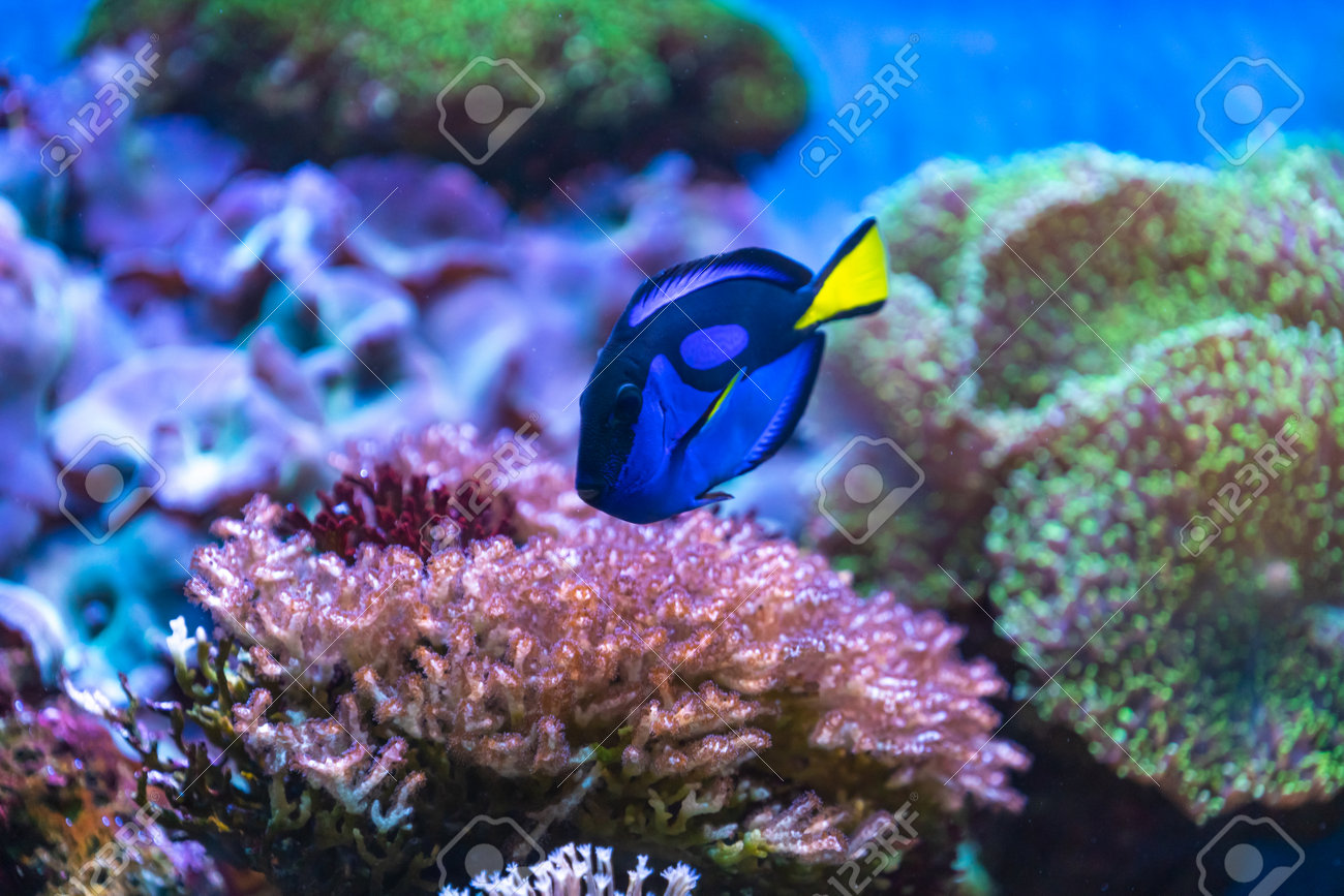 ナンヨウハギのクローズアップ、人気のある熱帯水族館のペット