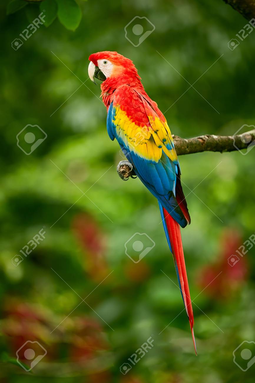 Red Parrot Macaw Parrot Fly In Dark Green Vegetation Scarlet Macaw Ara Macao In Tropical Forest Costa Rica Red Bird In The Forest Parrot Flight Wildlife Scene From Tropic Nature Stock Photo