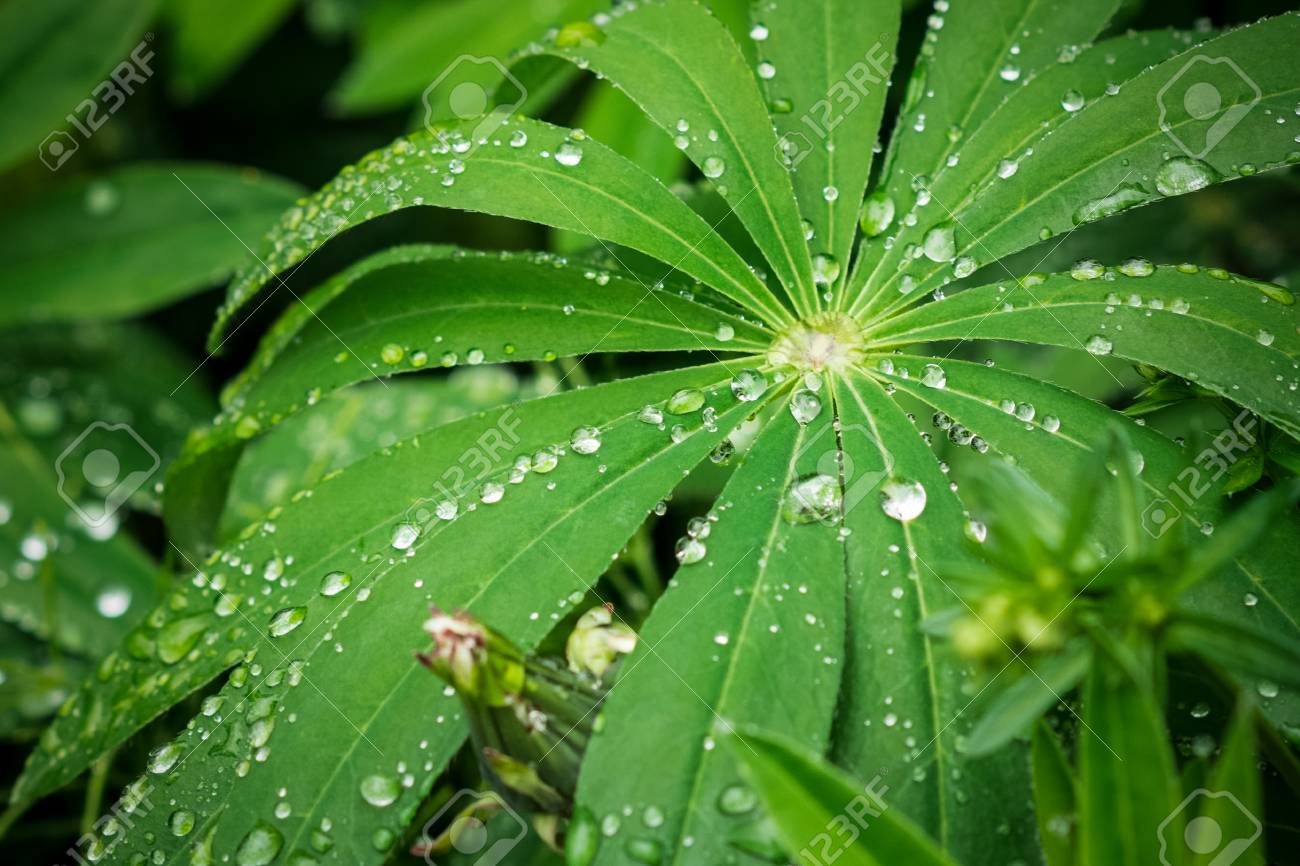 water drop themes