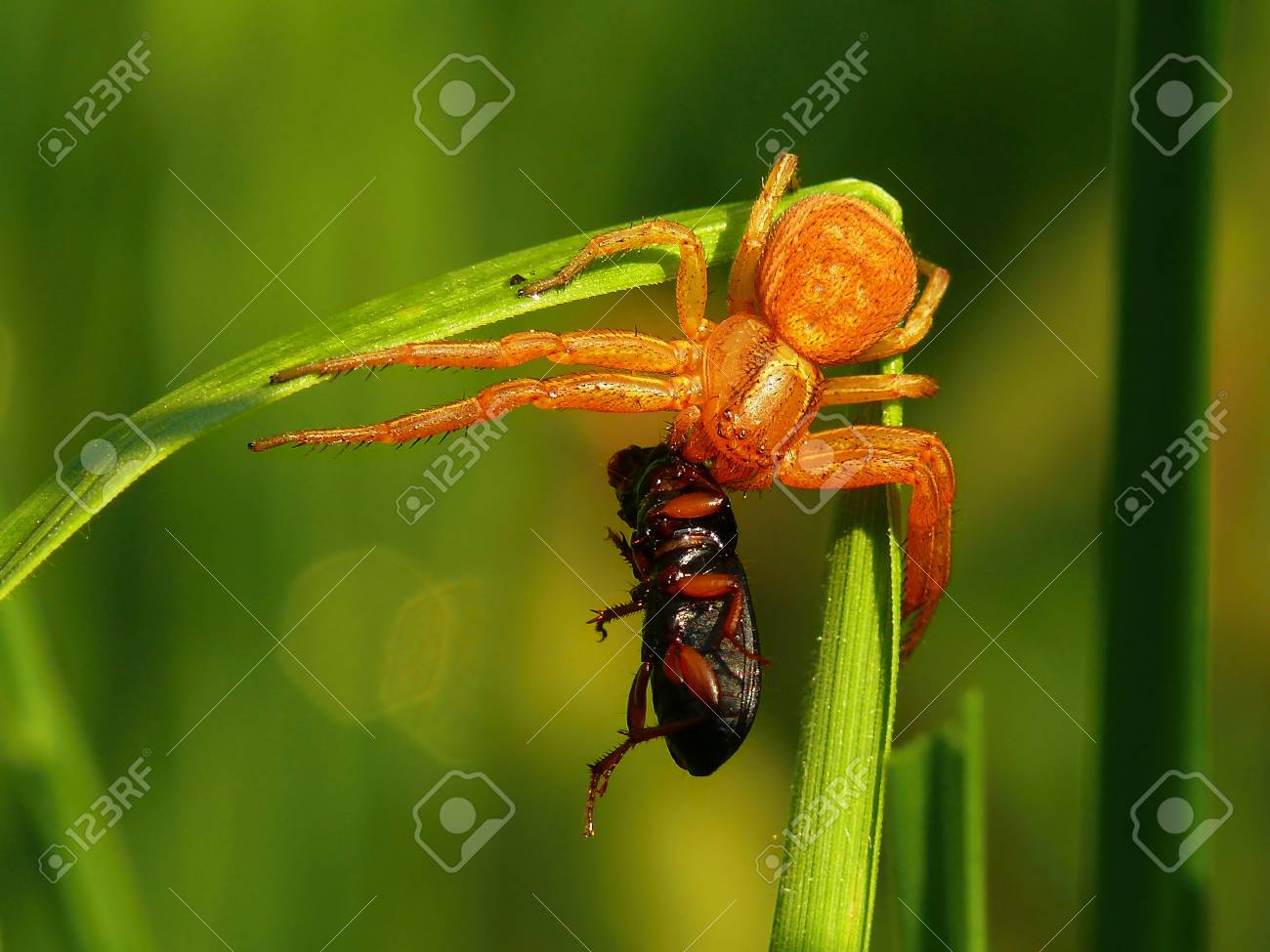 etiam-dictum-ipsum-a-felis