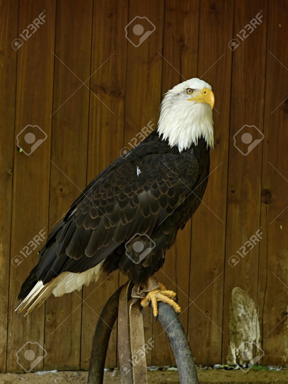 最新入荷 ホワイトイーグル 鷲 置物 最新入荷 ホワイトイーグル 鷲 置物