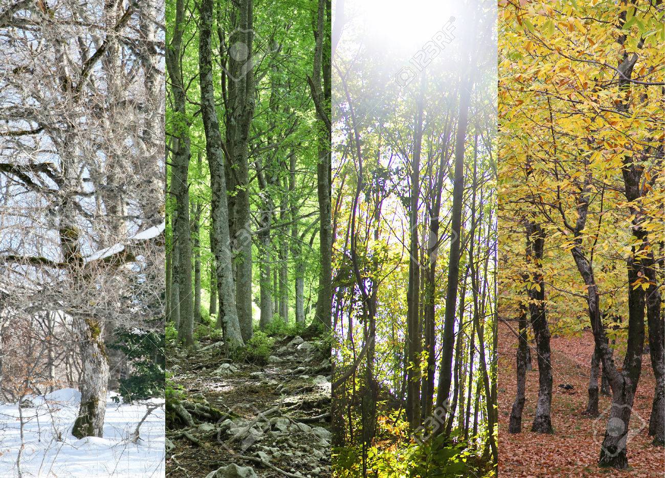 Four Seasons of a Forest