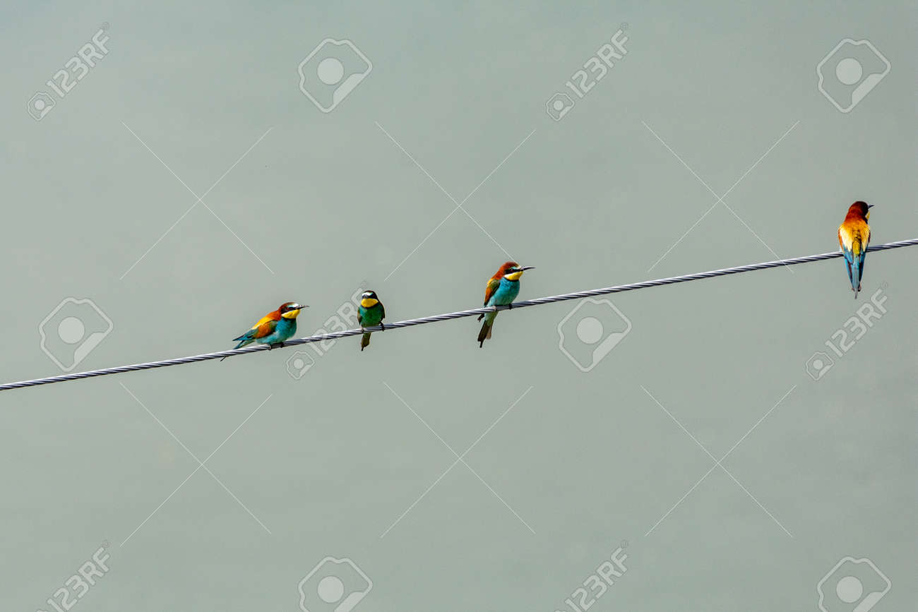 etiam-dictum-ipsum-a-felis