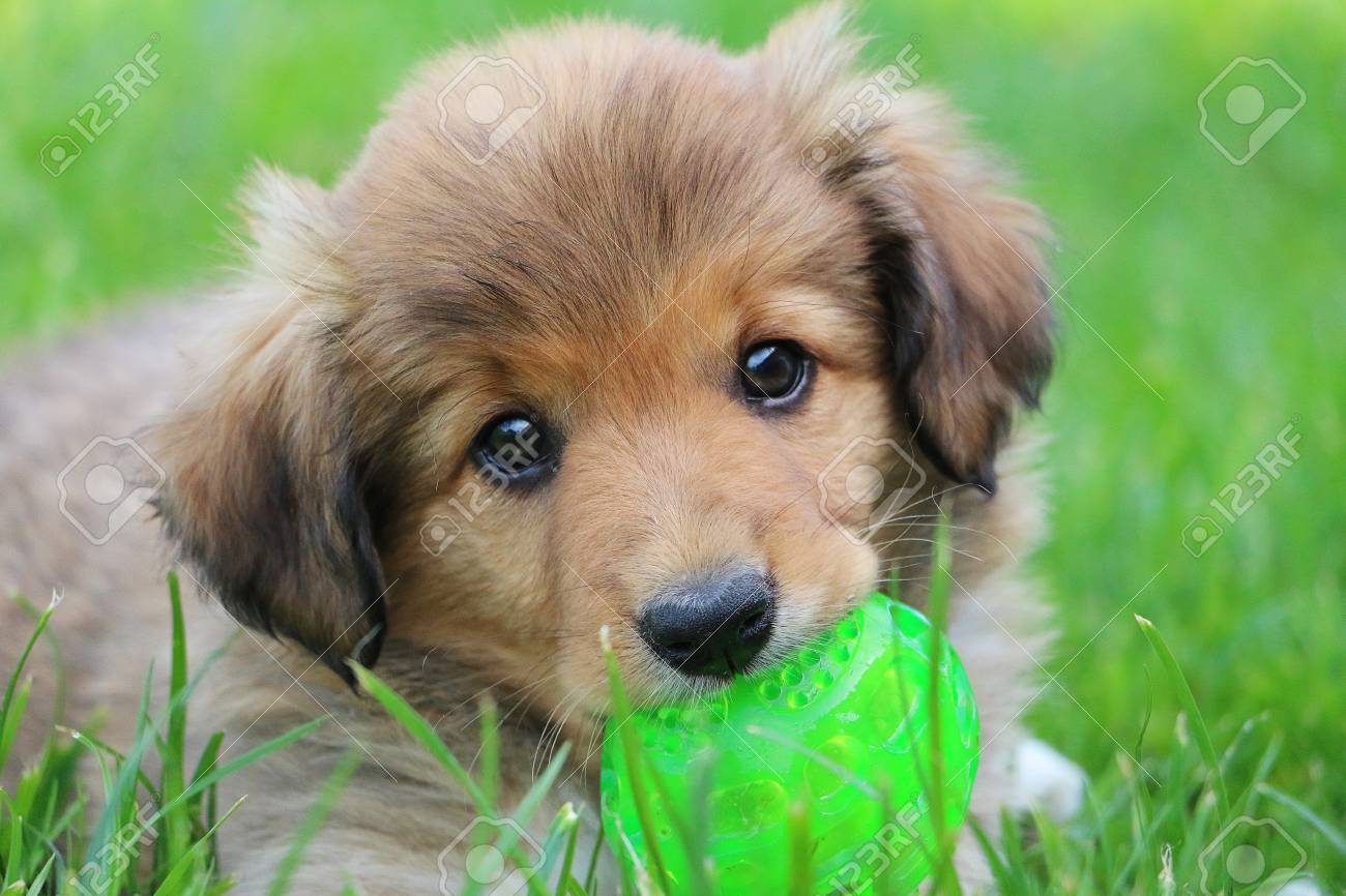 puppy with ball
