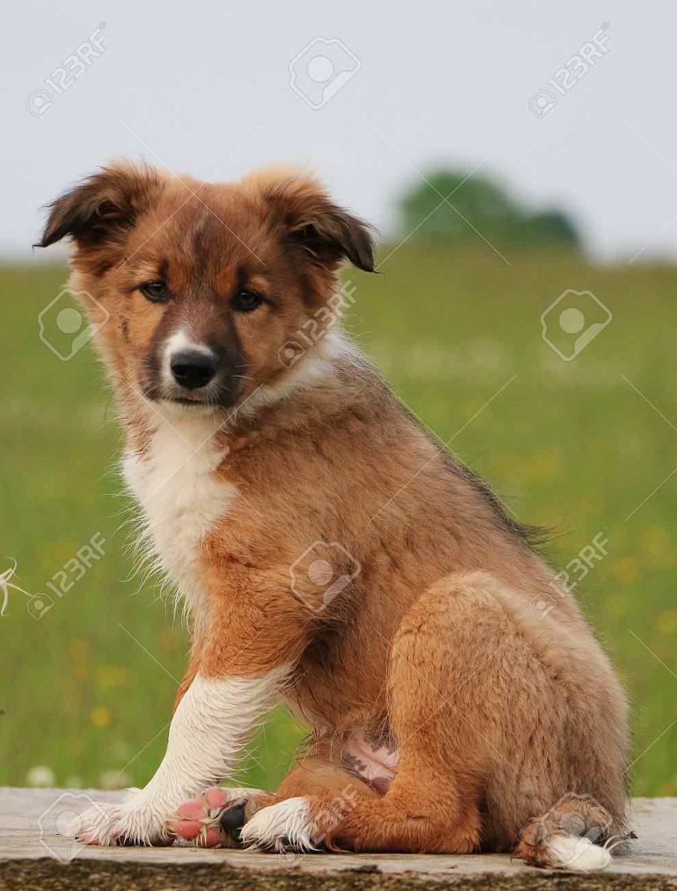 little collie