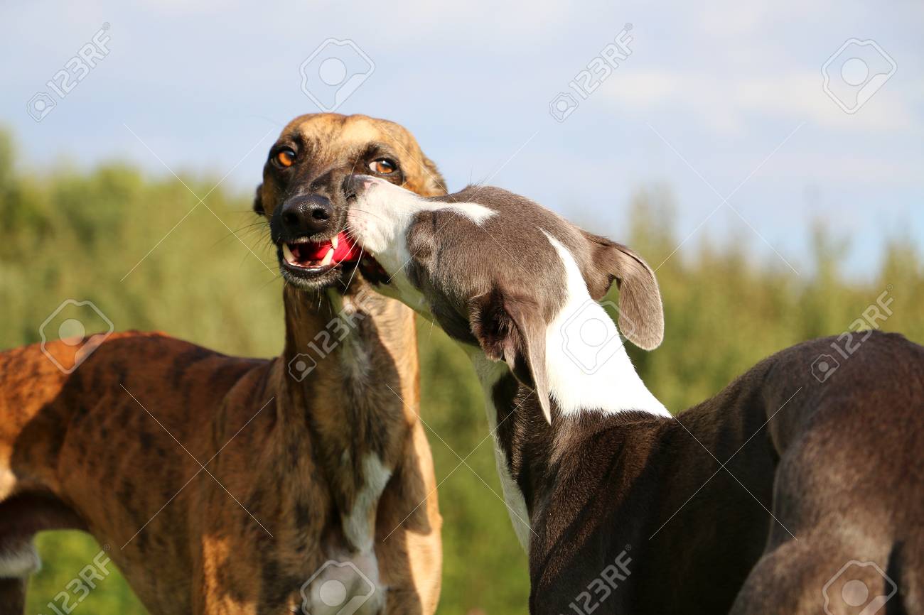 Two Whippets Playing With A Toy In The Park Stock Photo Picture And Royalty Free Image Image 88126018