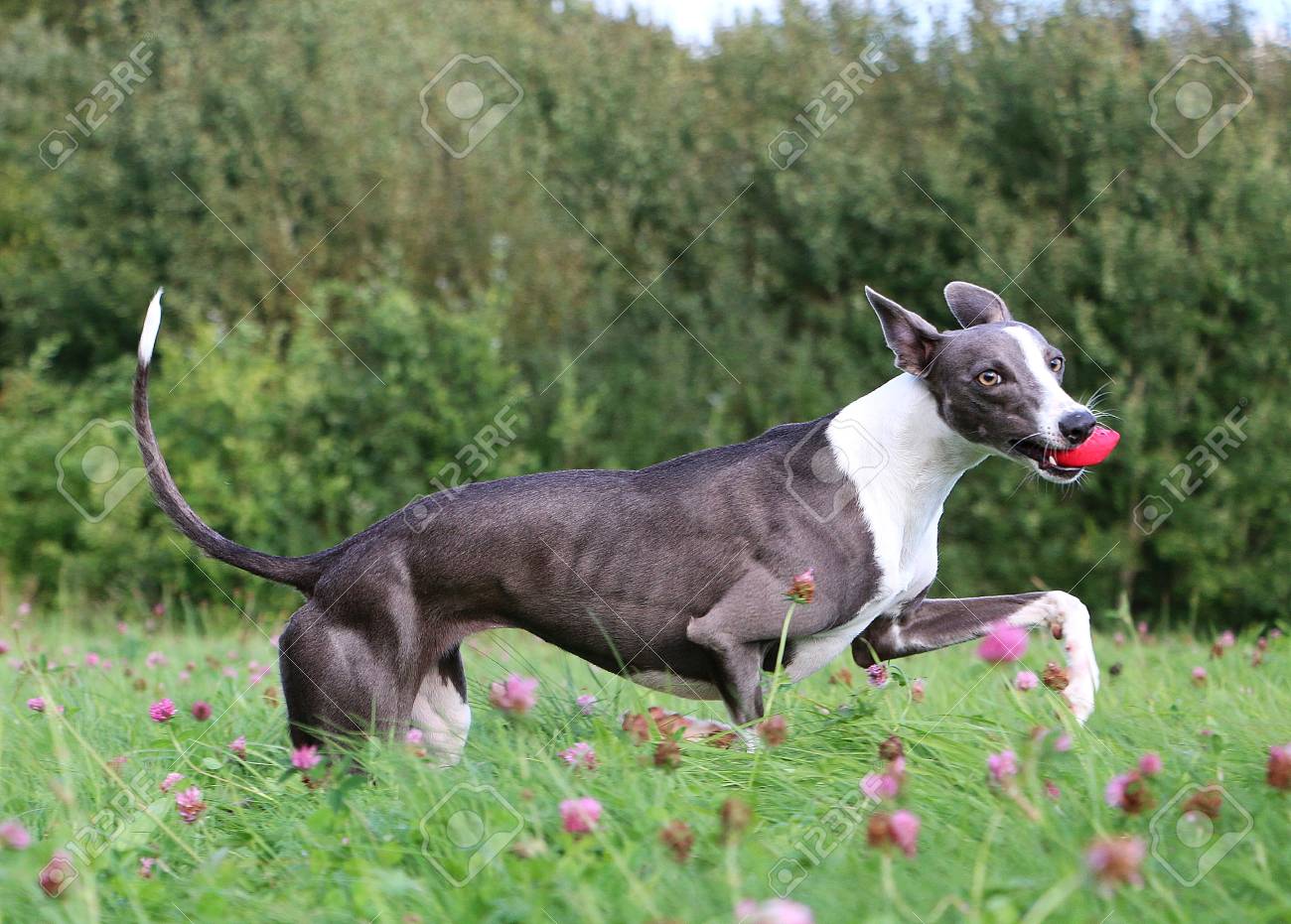 toy whippet