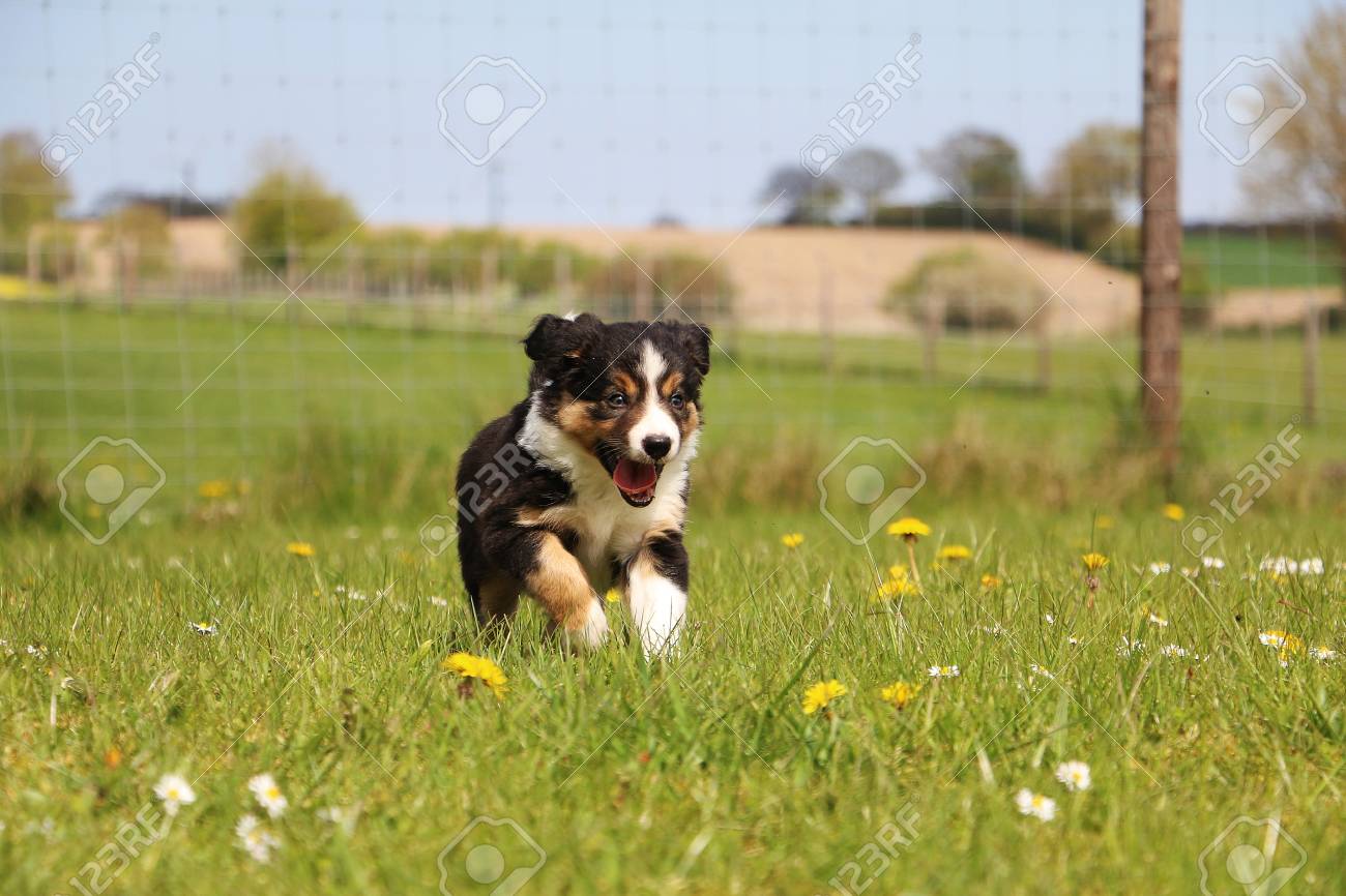 Small Tricolored Border Collie Puppy Is Running In The Garden Stock Photo,  Picture and Royalty Free Image. Image 99373481., image size:1300x866