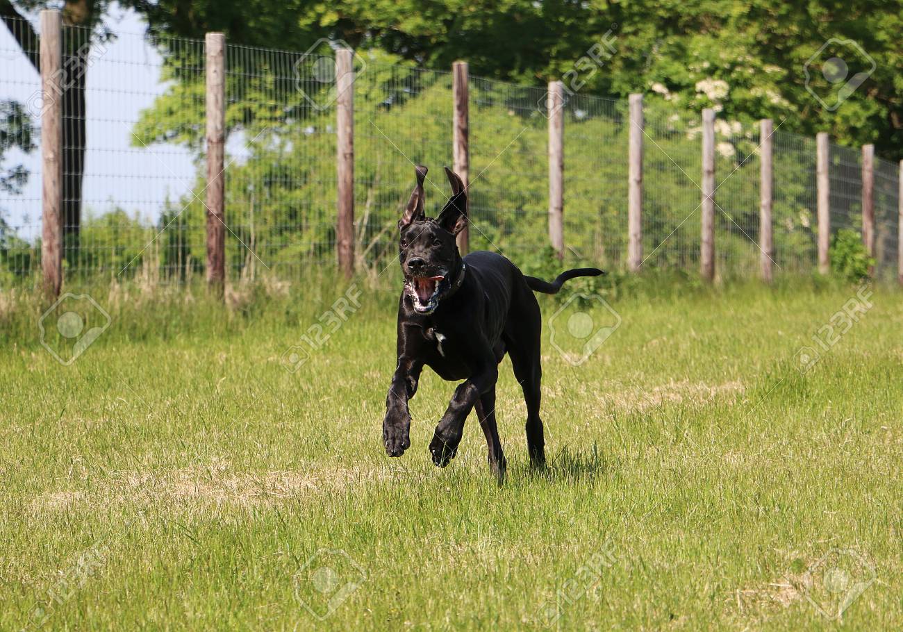 great dane jumping fence
