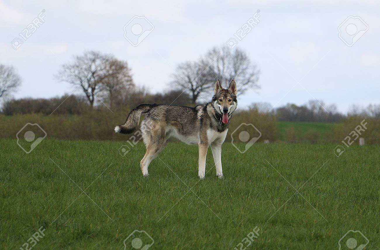 husky wolfhound mix
