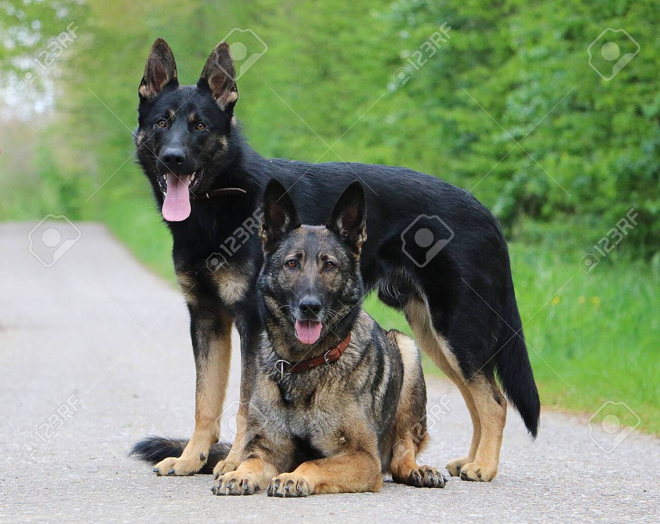 Black German Shepherd Standing Lying Belgian Shepherd Street