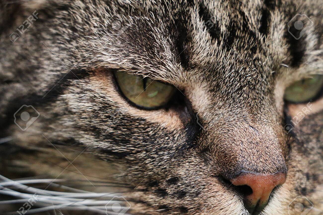 Extreme Close Up Of A Beautiful Cat With Green Eyes Stock Photo