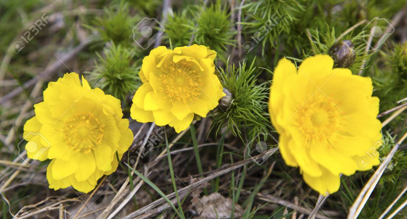 etiam-dictum-ipsum-a-felis