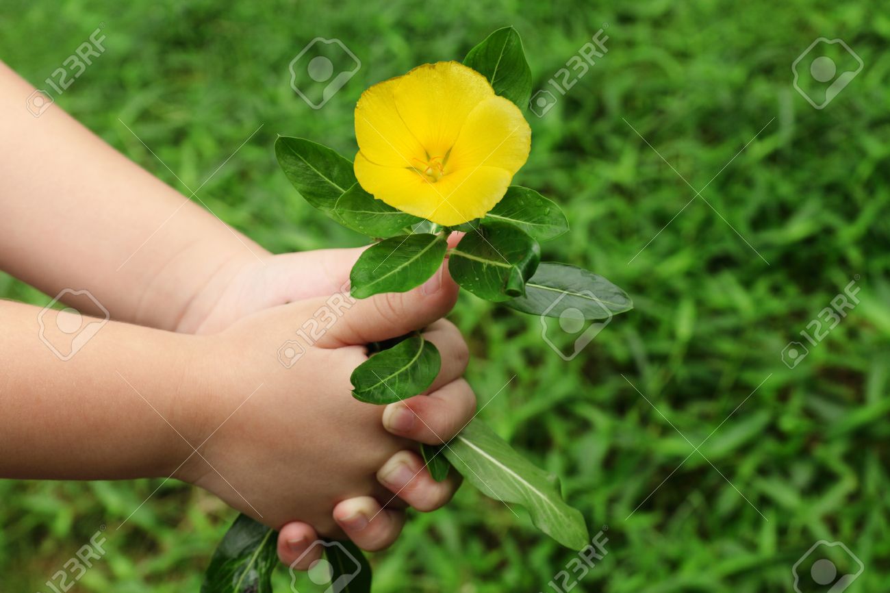 child hand giving a flower stock photo picture and royalty free