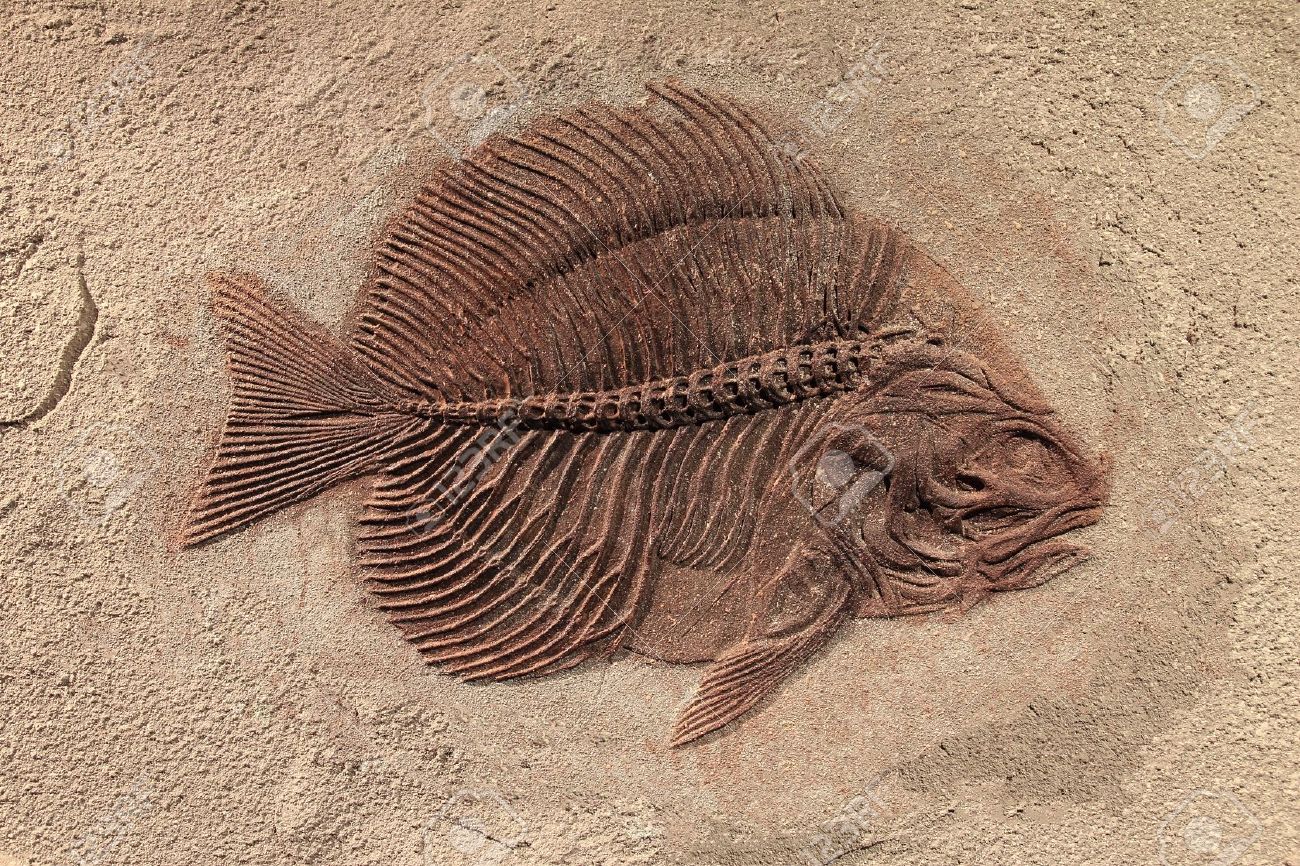 3D！魚類化石【Coccodus insignis】(crusher fish)